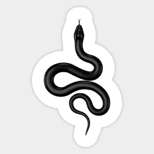 Black Real Snake Sticker